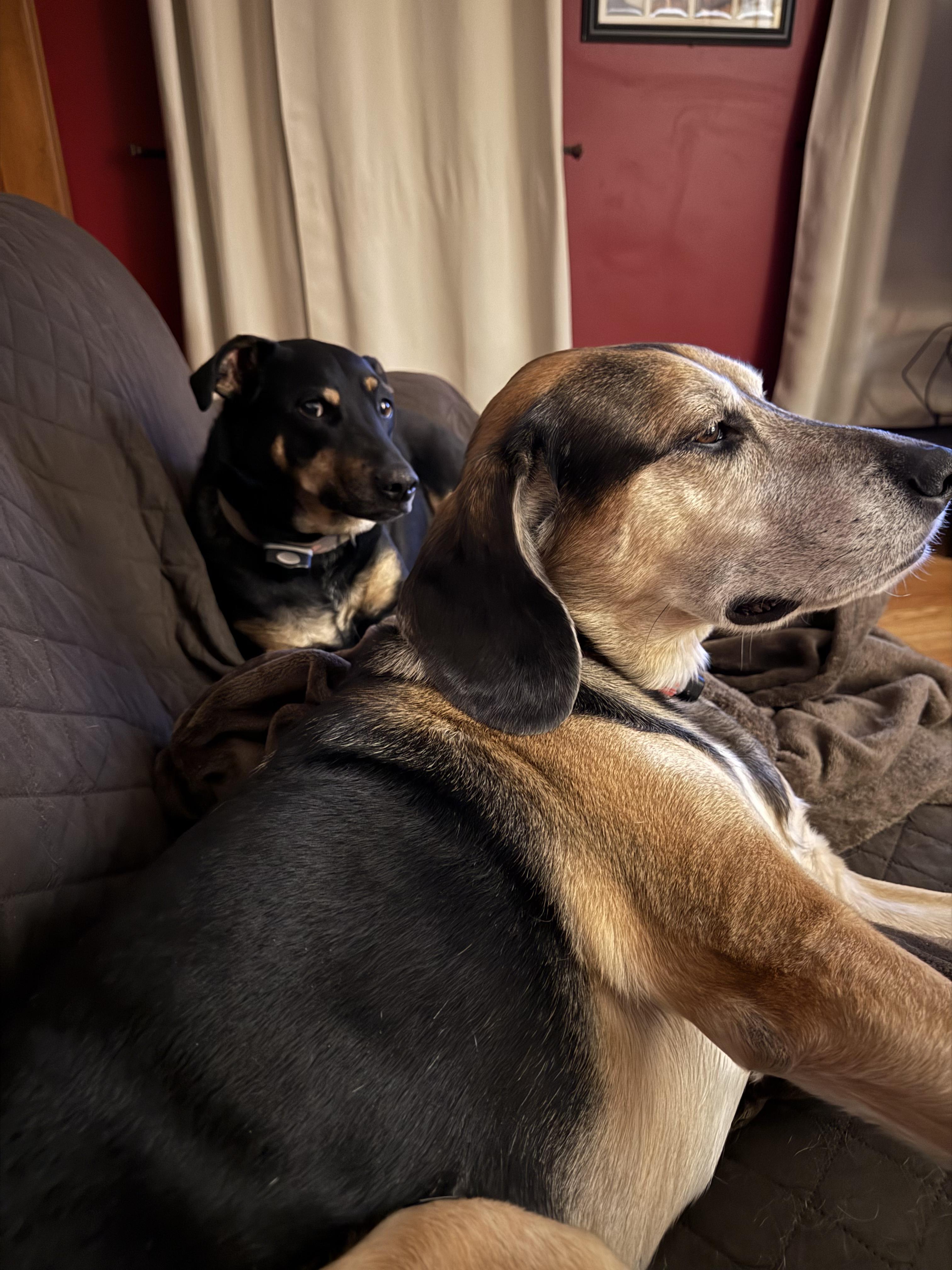 Enlarge Kody - COME MEET, a Adoptable mixed breed in Medfield, MA image 4/4