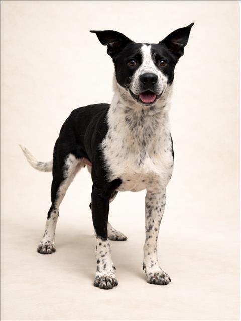 BARBZ, Adoptable, Young Female Australian Cattle Dog / Blue Heeler & Mixed Breed.