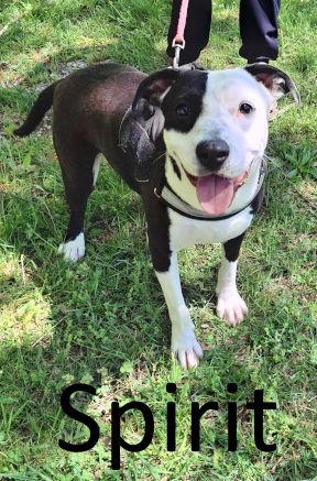 Spirit, a Adopted mixed breed in Mountain View, AR image 1/3