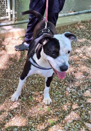 Spirit, a Adopted mixed breed in Mountain View, AR image 2/3