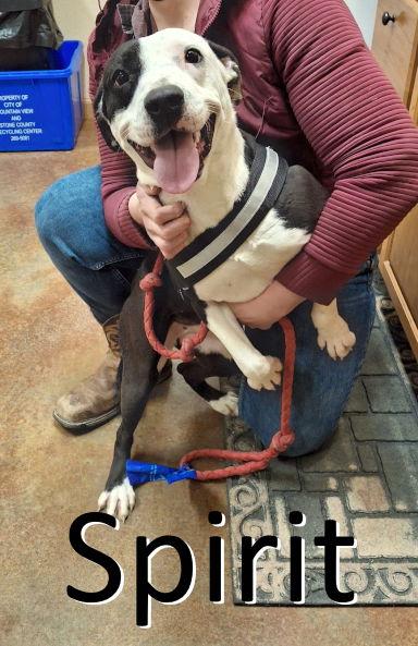 Spirit, a Adopted mixed breed in Mountain View, AR image 3/3