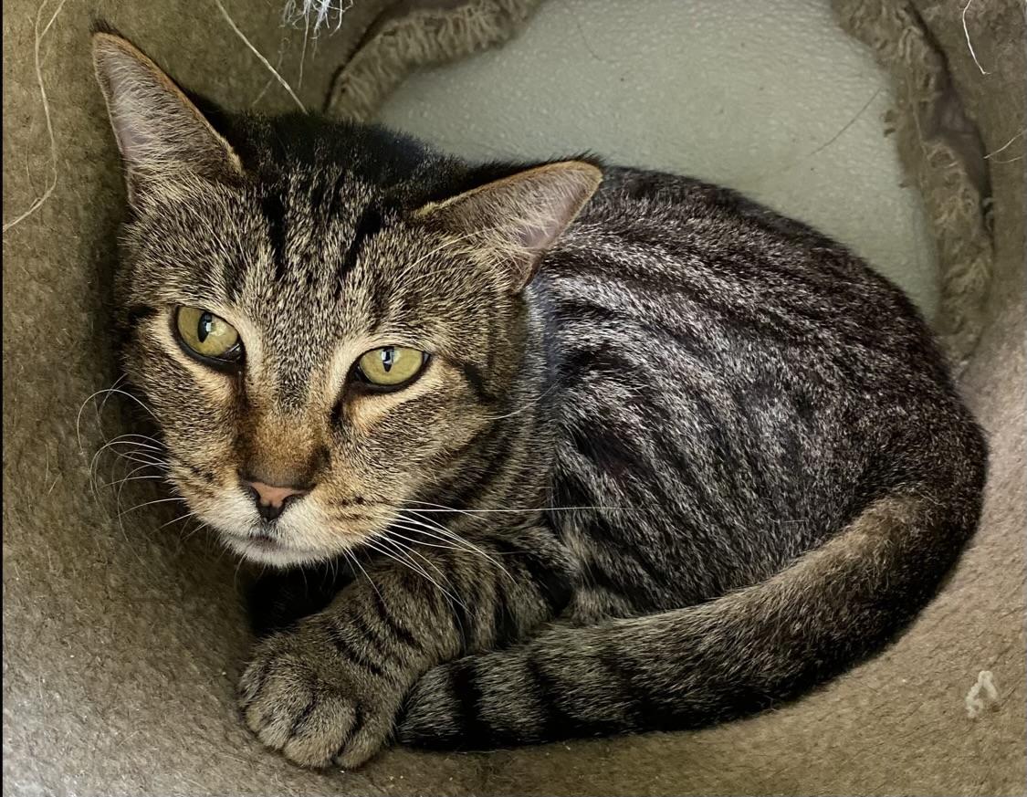 Gus (semi-feral), a Adoptable Domestic Short Hair in Los Angeles, CA image 1/4