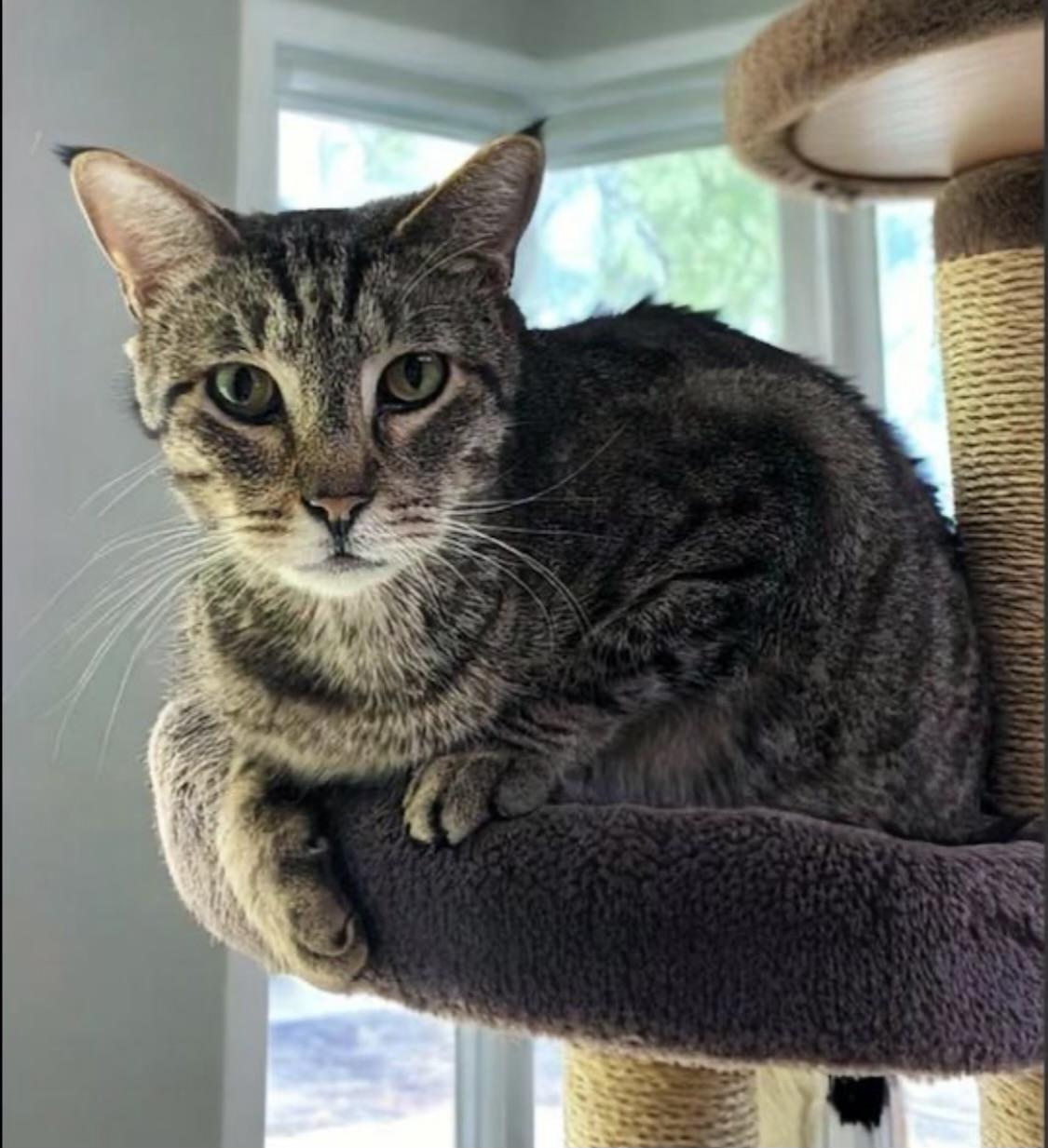 Gus (semi-feral)