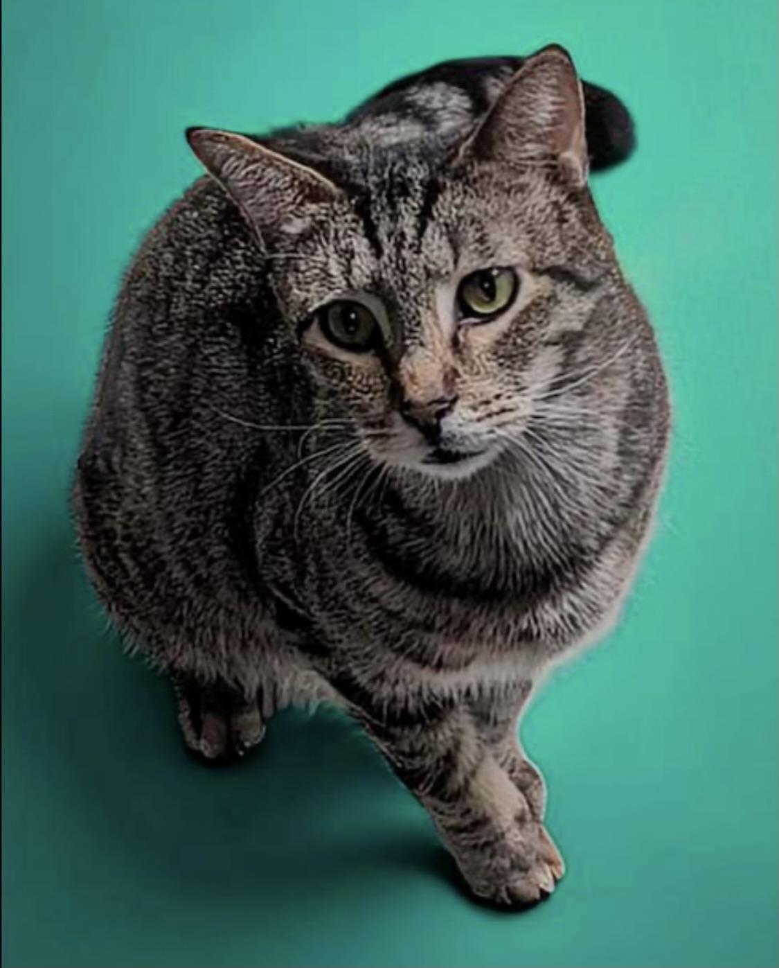 Gus (semi-feral) 4