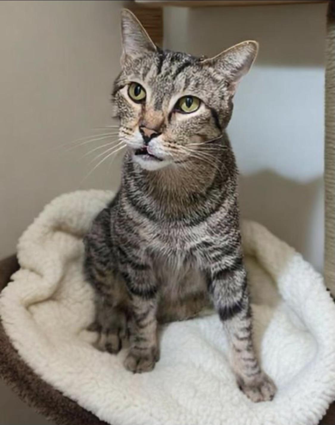 Gus (semi-feral) 2