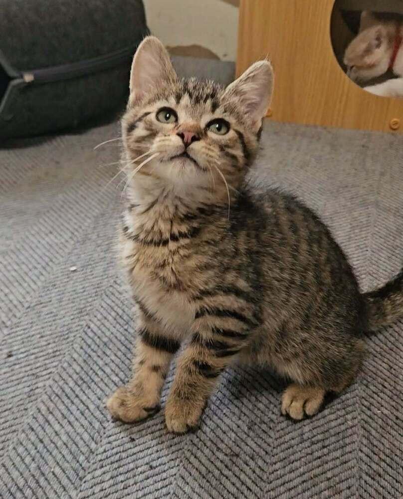Enlarge Otter, a ADOPTABLE Domestic Short Hair in China Township, MI image 2/5
