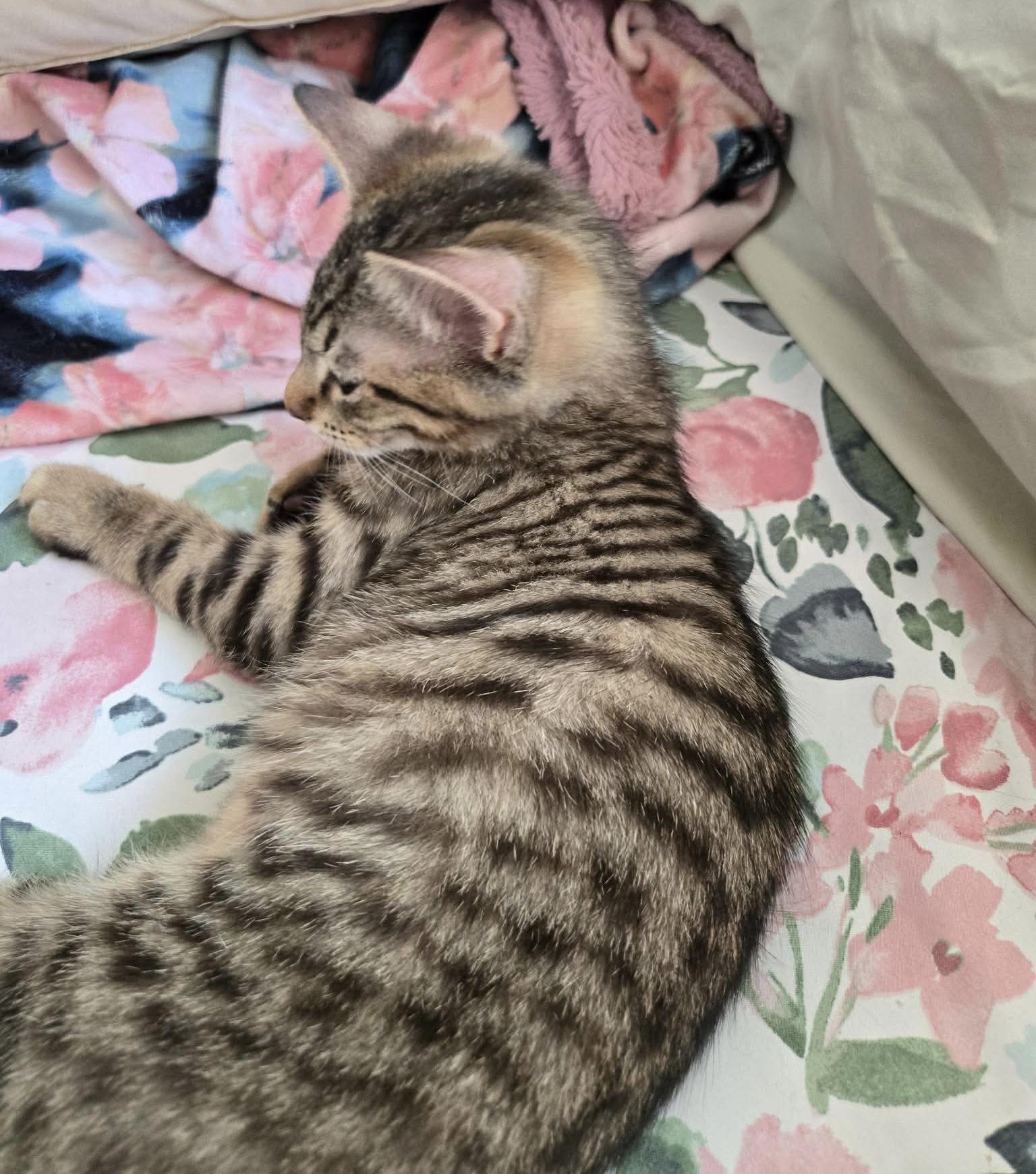 Enlarge Otter, a ADOPTABLE Domestic Short Hair in China Township, MI image 5/5