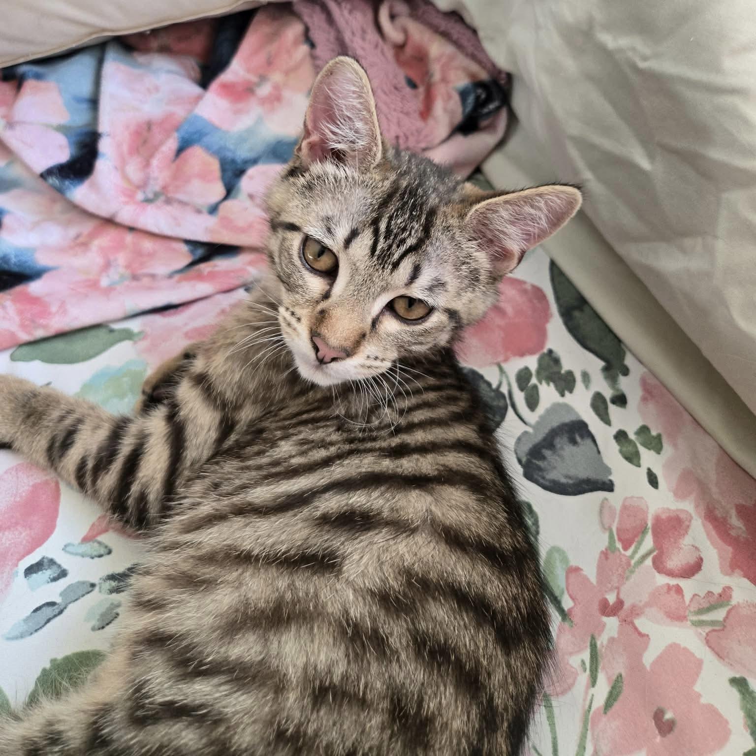 Otter, ADOPTABLE, Kitten Male Domestic Short Hair.