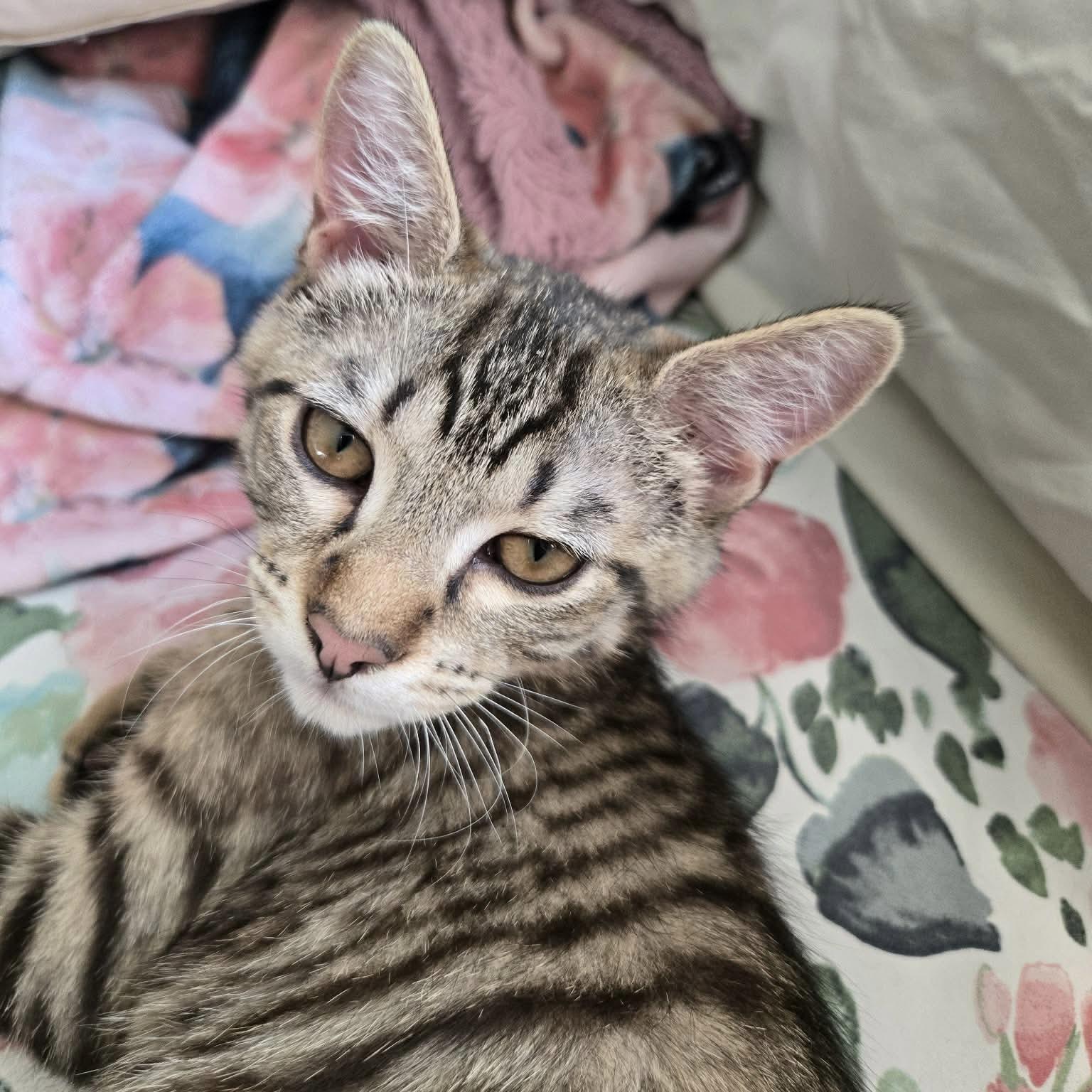 Enlarge Otter, a ADOPTABLE Domestic Short Hair in China Township, MI image 4/5
