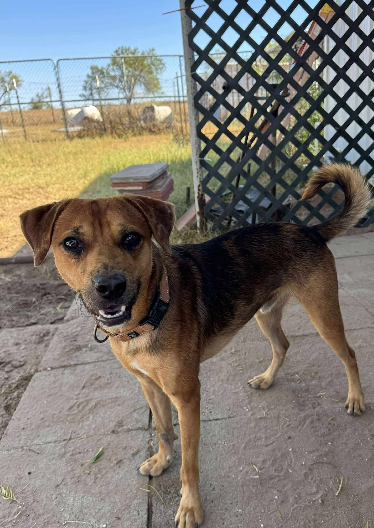 Kyle, ADOPTABLE, Young Male Shepherd.