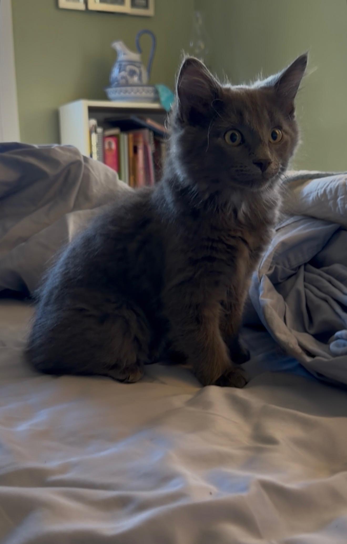 Enlarge Nelson, a Adoptable Domestic Long Hair in Crown Point, IN image 2/3