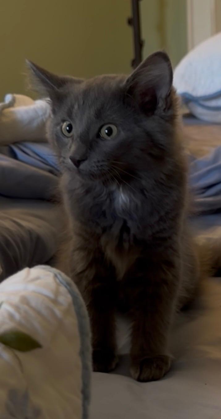 Nelson, Adoptable, Kitten Male Domestic Long Hair.