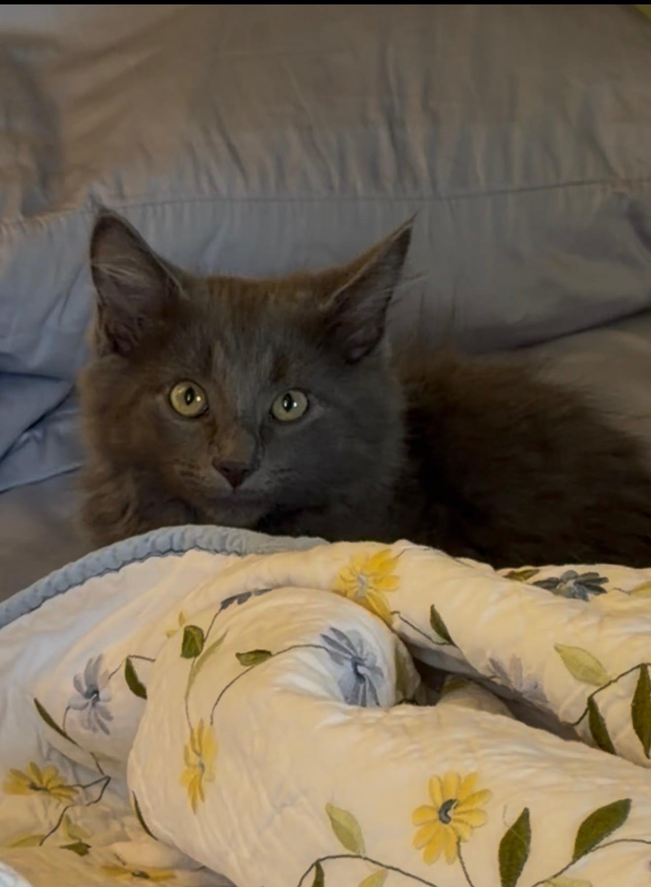 Enlarge Nelson, a Adoptable Domestic Long Hair in Crown Point, IN image 3/3