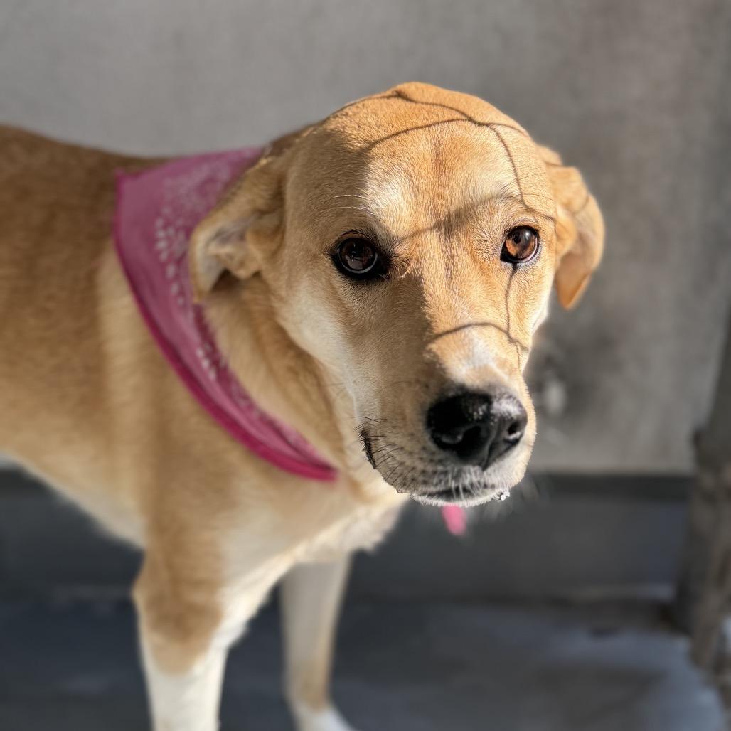 Daisy, Adoptable, Adult Female Hound & Great Pyrenees.
