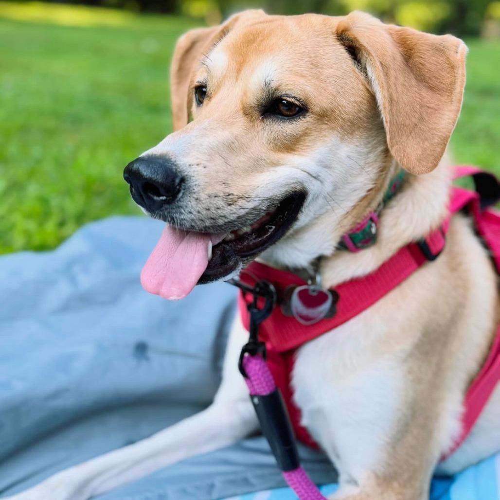 Enlarge Daisy, a Adoptable mixed breed in Philadelphia, PA image 2/6