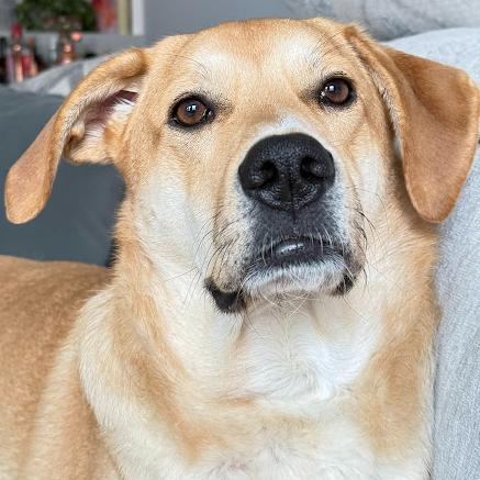 Enlarge Daisy, a Adoptable mixed breed in Philadelphia, PA image 2/6