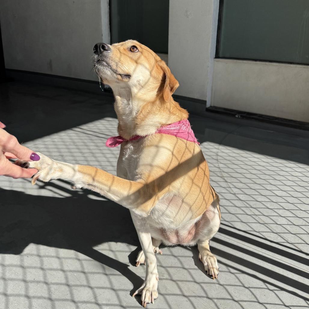 Enlarge Daisy, a Adoptable mixed breed in Philadelphia, PA image 3/6