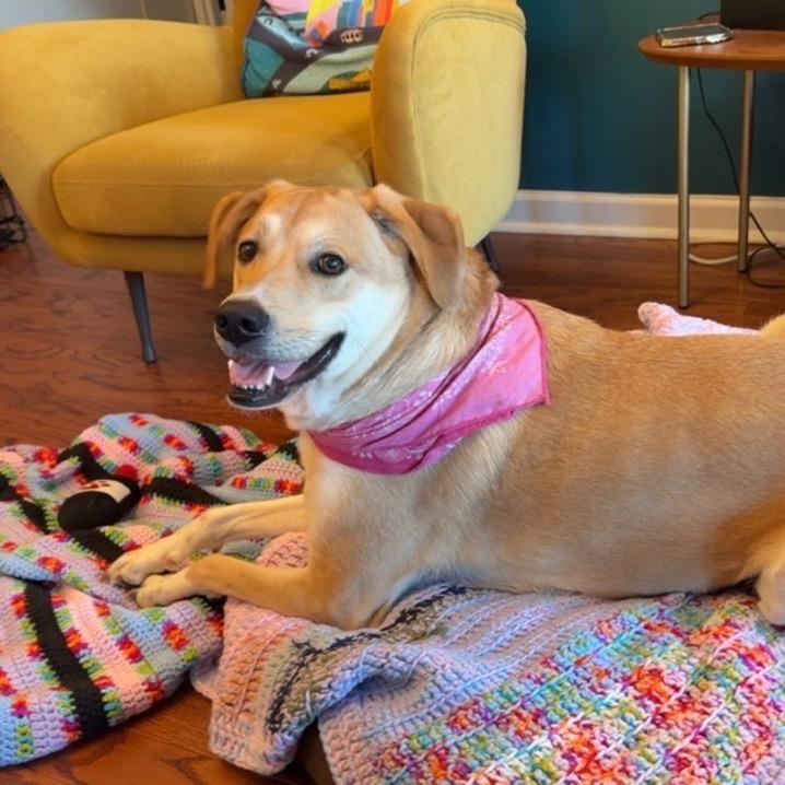 Enlarge Daisy, a Adoptable mixed breed in Philadelphia, PA image 4/6