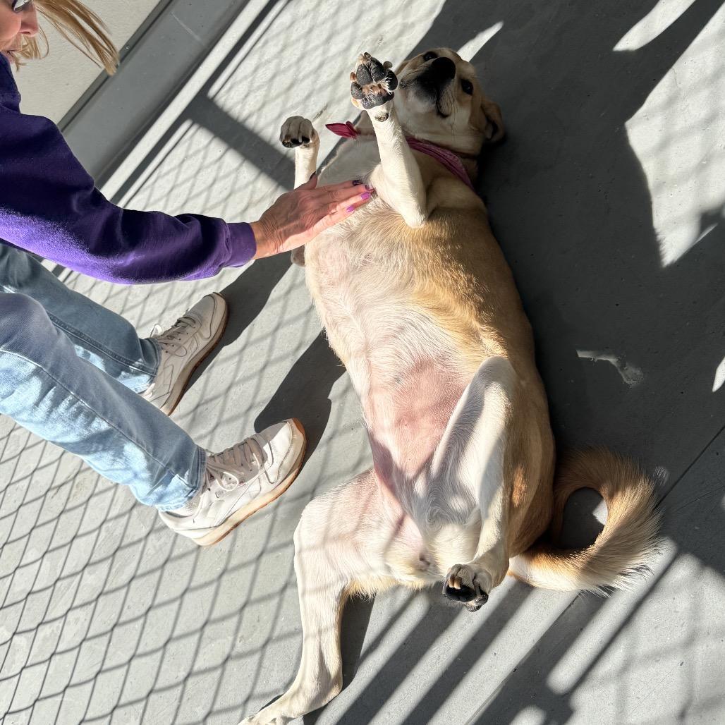 Enlarge Daisy, a Adoptable mixed breed in Philadelphia, PA image 5/6