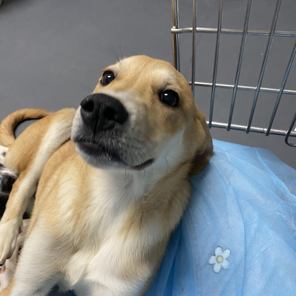 Enlarge Daisy, a Adoptable mixed breed in Philadelphia, PA image 6/6