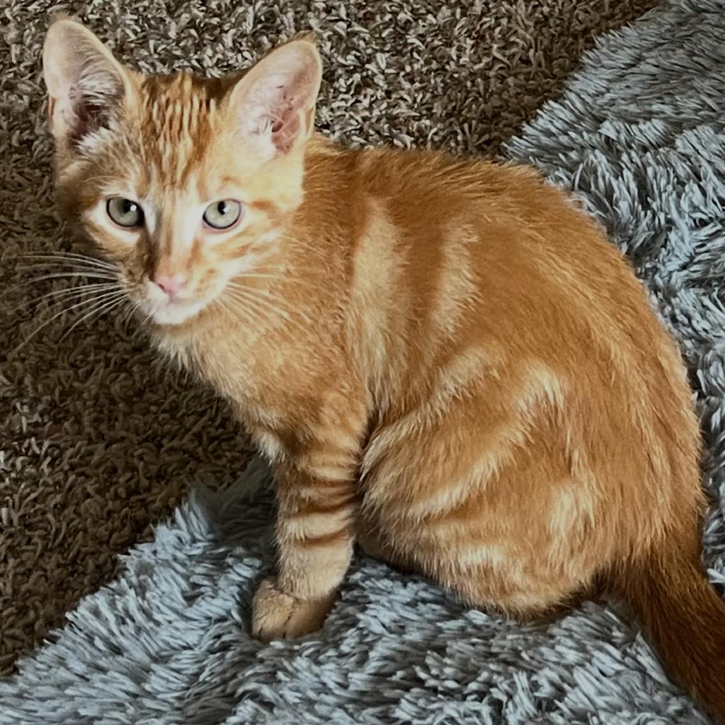 Photo of Daniel Tiger