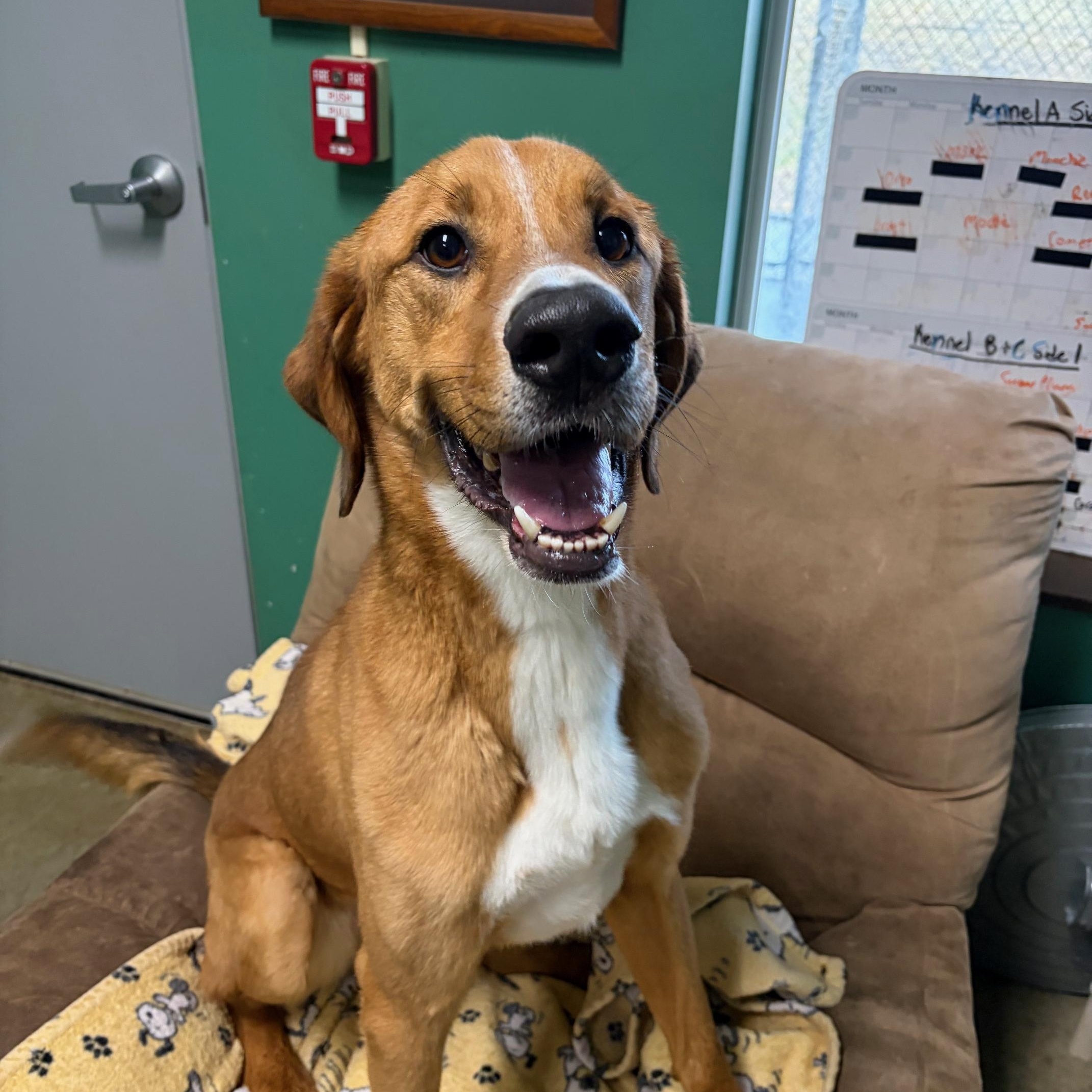 Scooby, ADOPTABLE, Adult Male Hound.