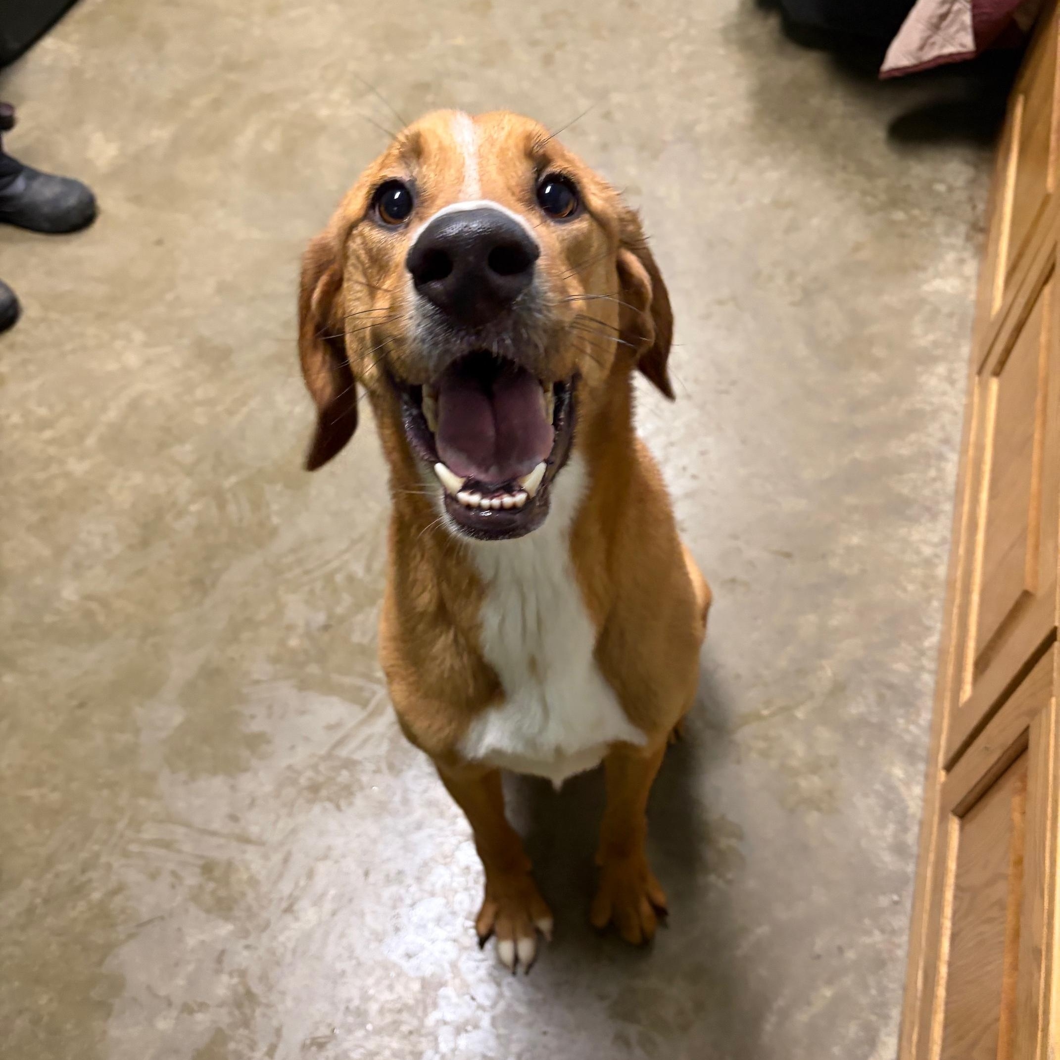Enlarge Scooby, a ADOPTABLE mixed breed in Seneca, PA image 2/2