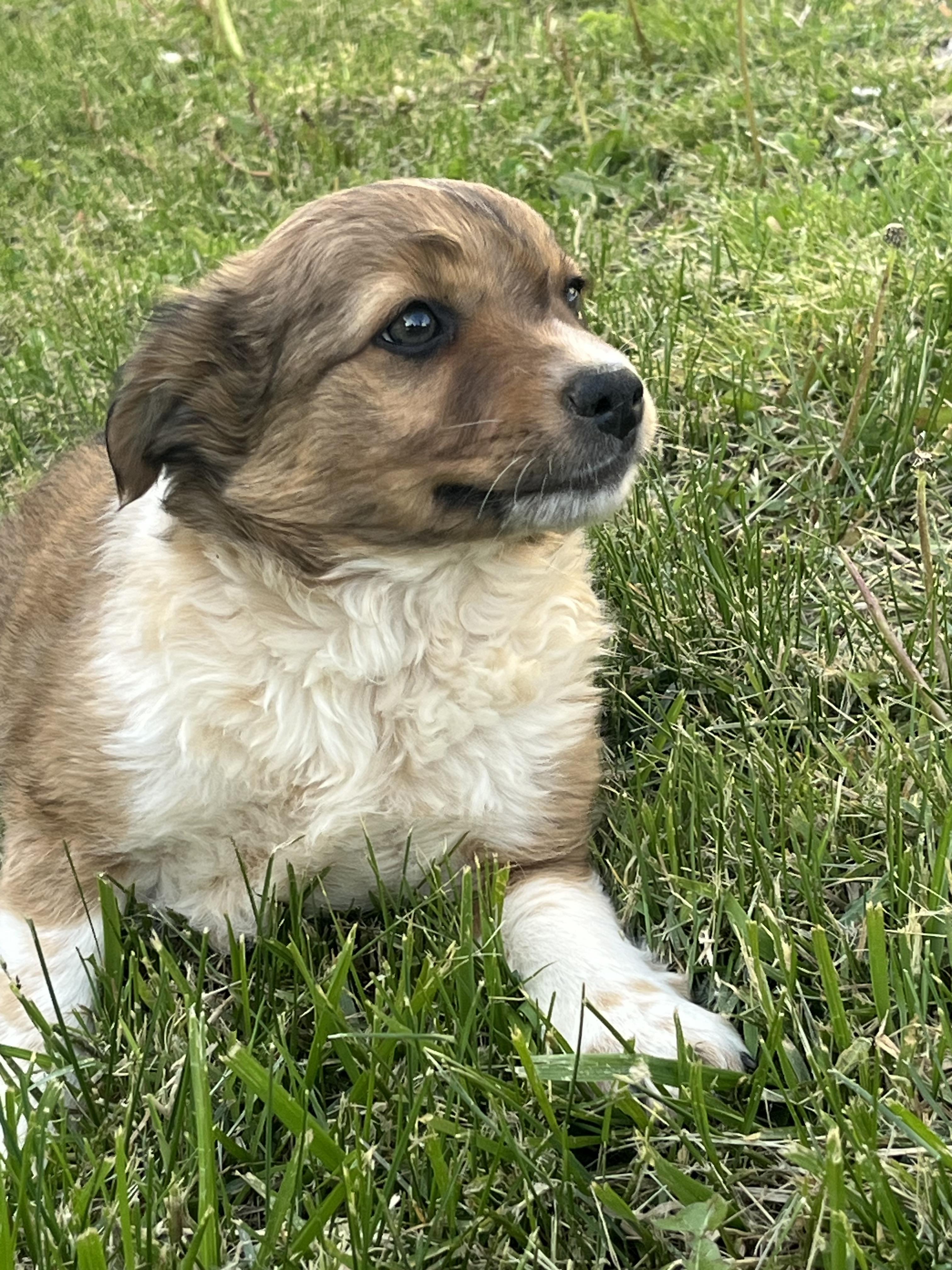 Enlarge Barney, a Adoptable mixed breed in Havertown, PA image 1/5