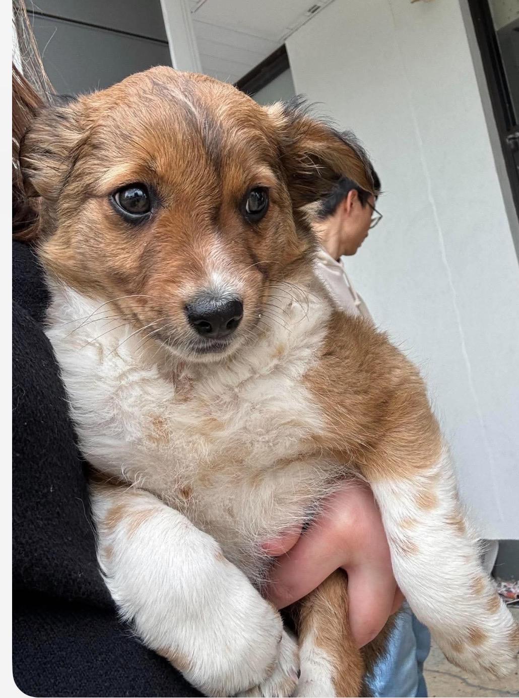 Enlarge Barney, a Adoptable mixed breed in Havertown, PA image 4/5