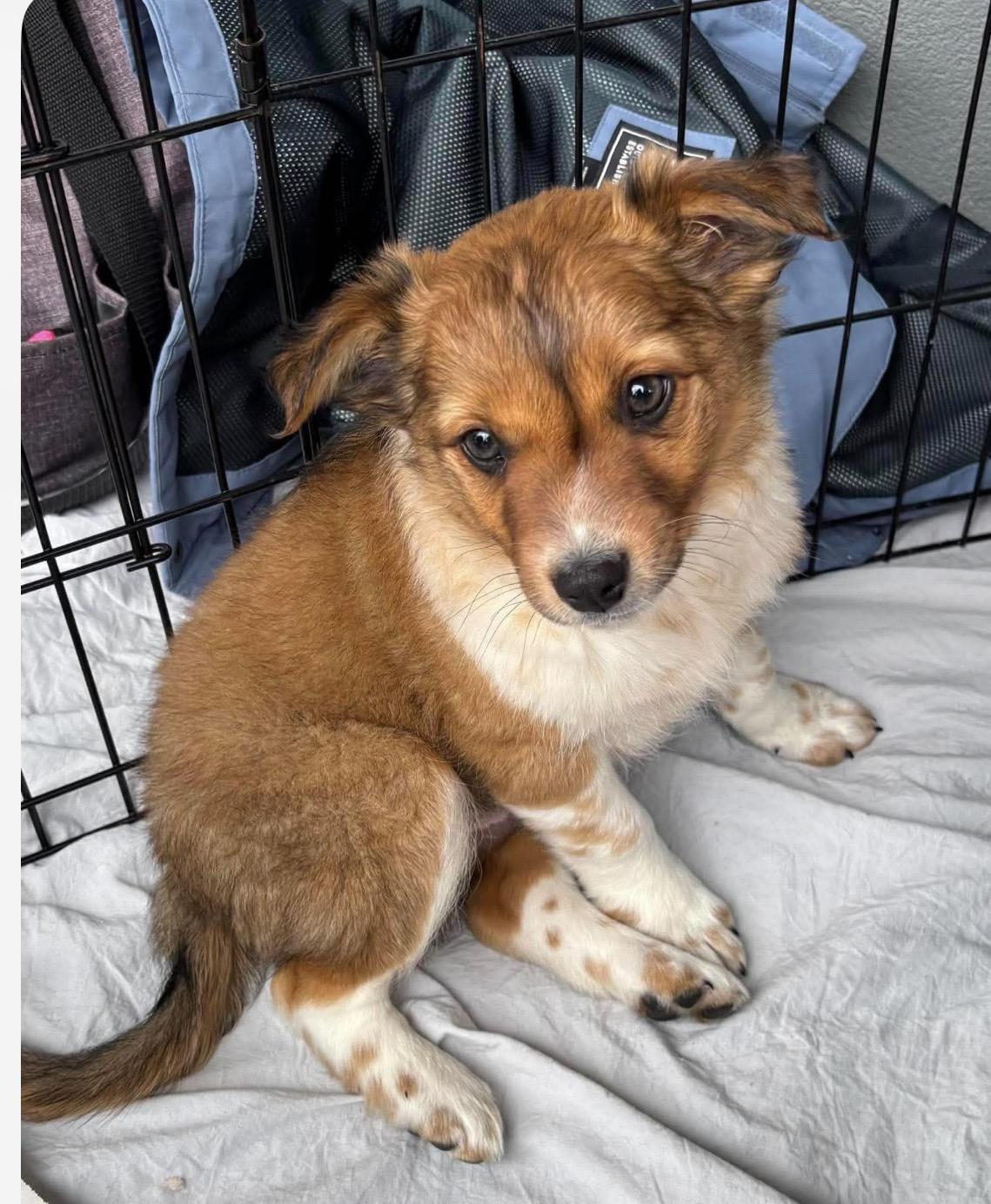 Enlarge Barney, a Adoptable mixed breed in Havertown, PA image 5/5