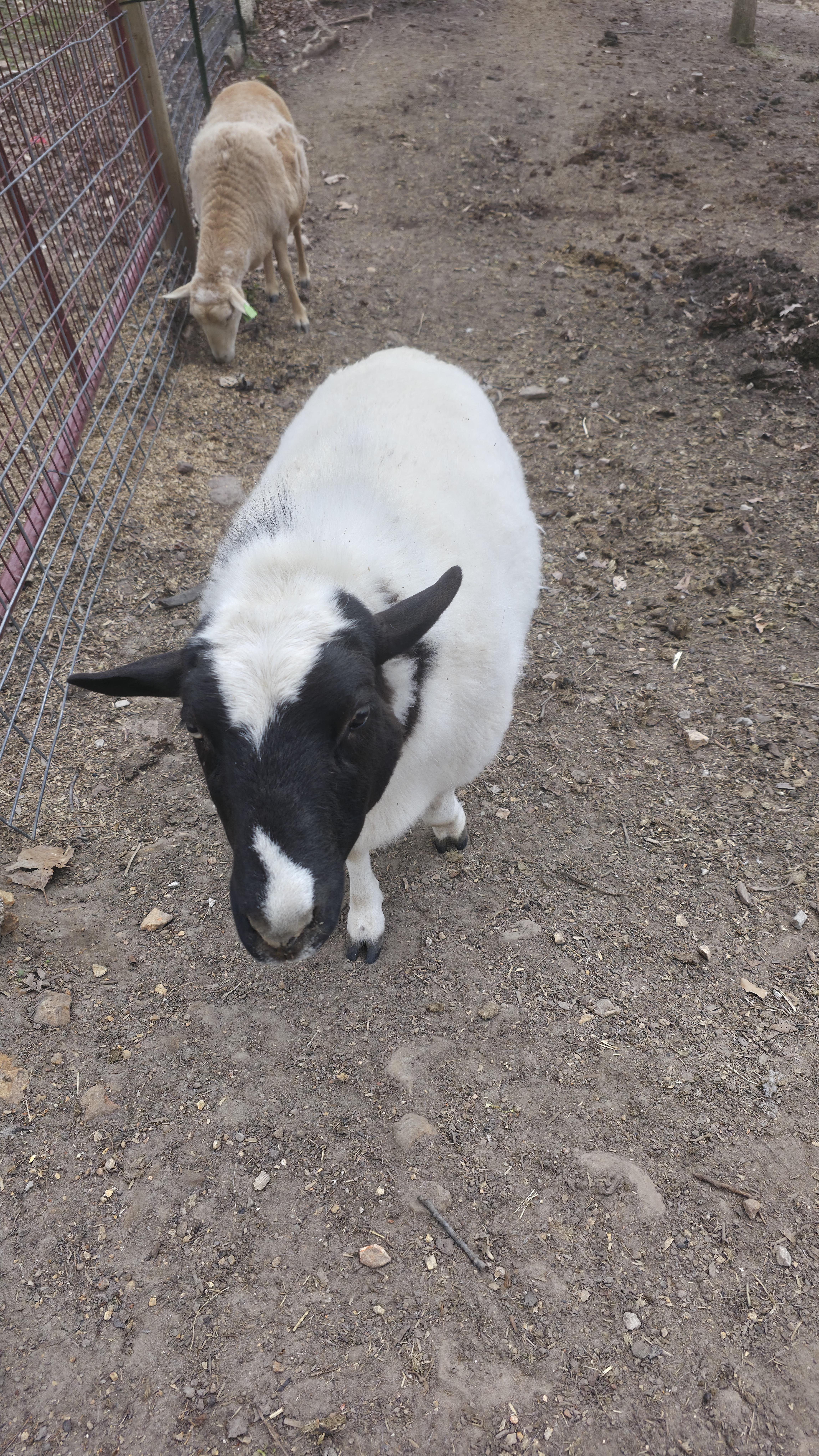 Enlarge Travis & Teresa, a Adoptable Sheep in Dittmer, MO image 2/3