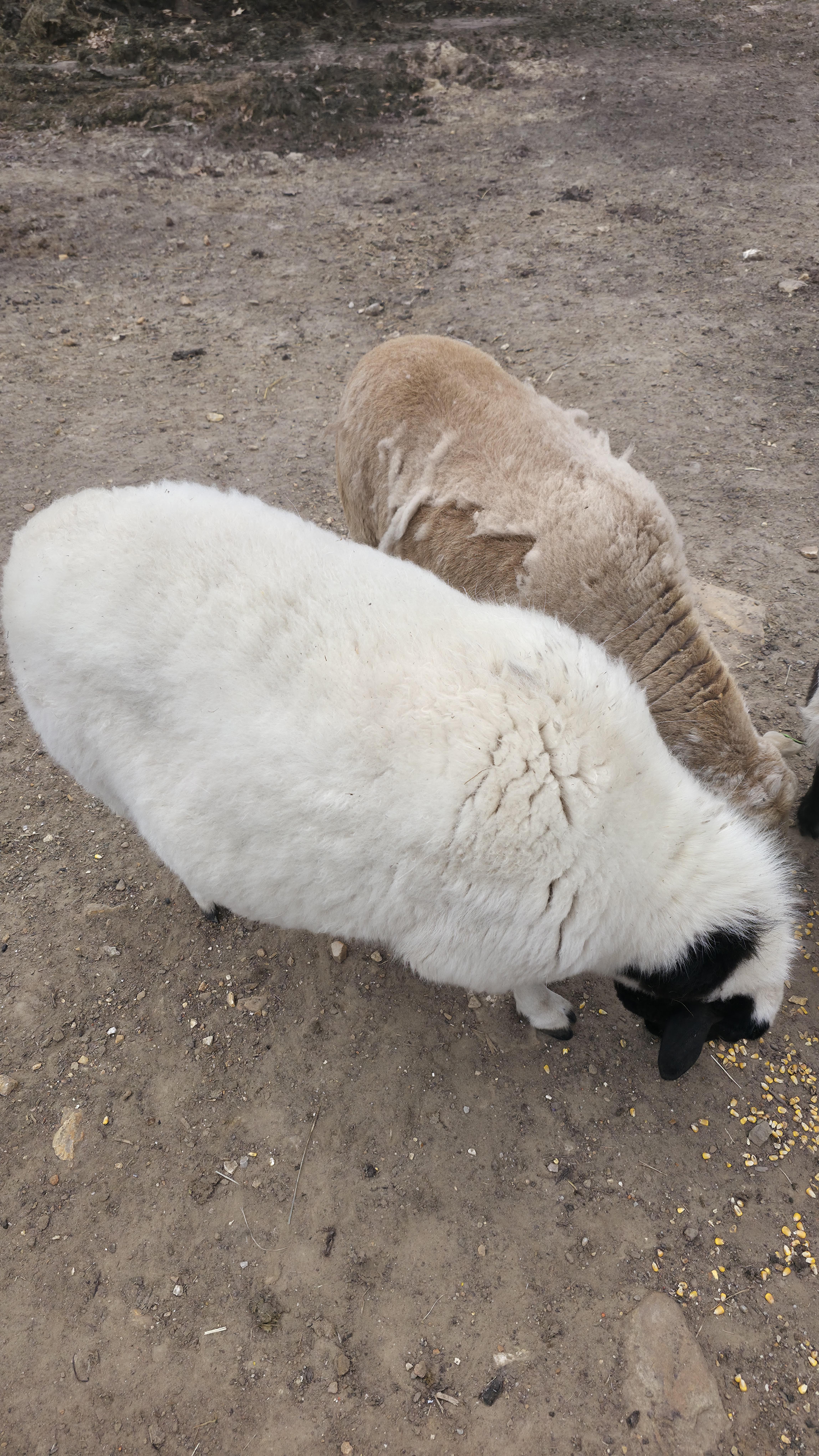 Enlarge Travis & Teresa, a Adoptable Sheep in Dittmer, MO image 1/3