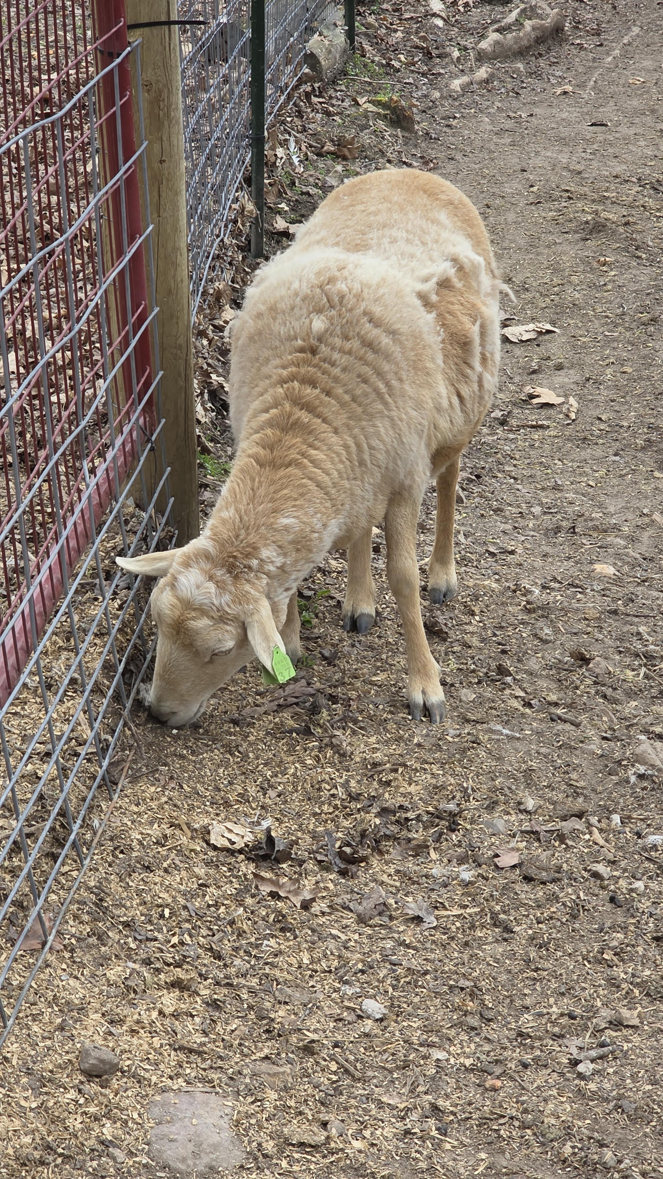 Enlarge Travis & Teresa, a Adoptable Sheep in Dittmer, MO image 3/3