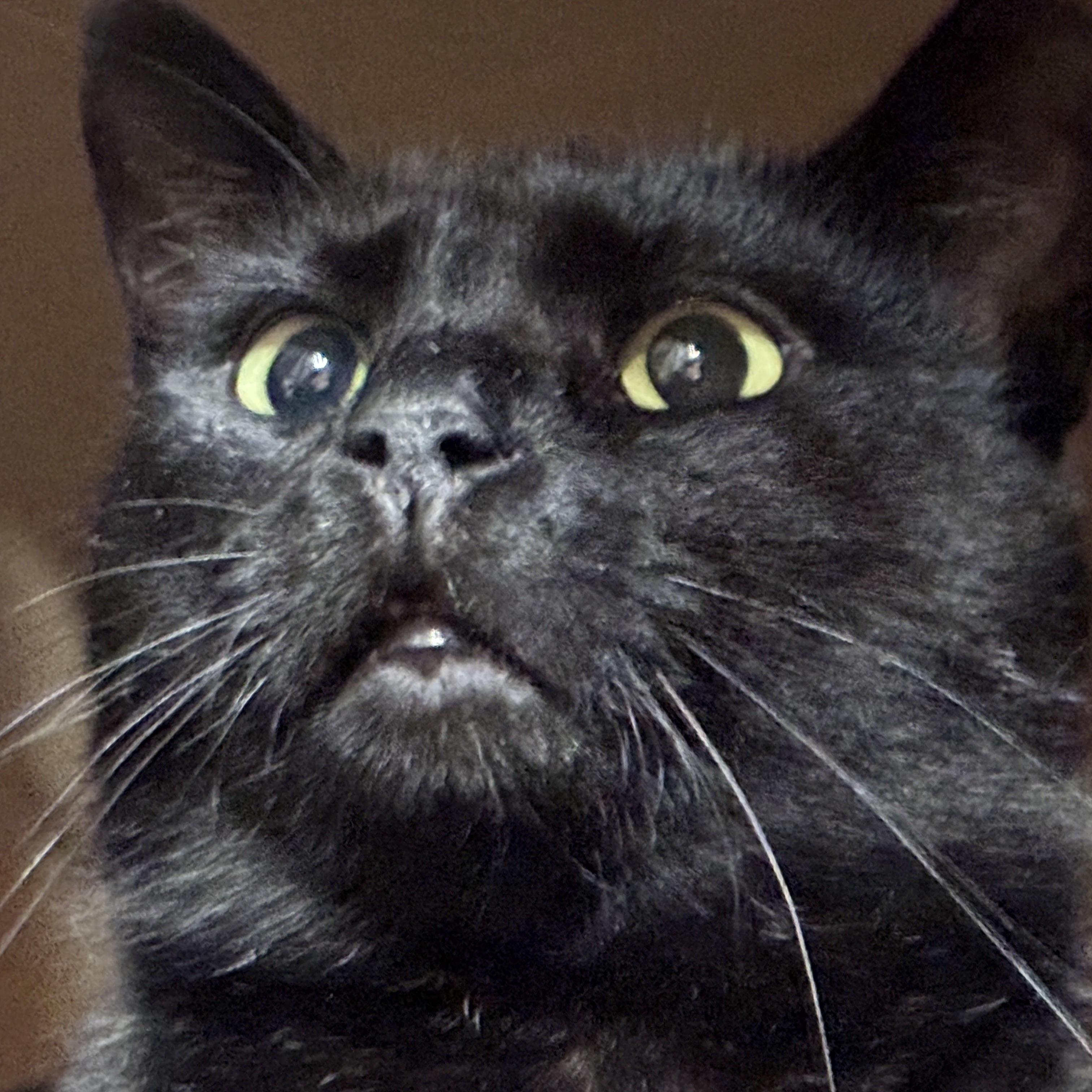 LEXI, an adopted Domestic Short Hair in Pittsburgh, PA image 1/6