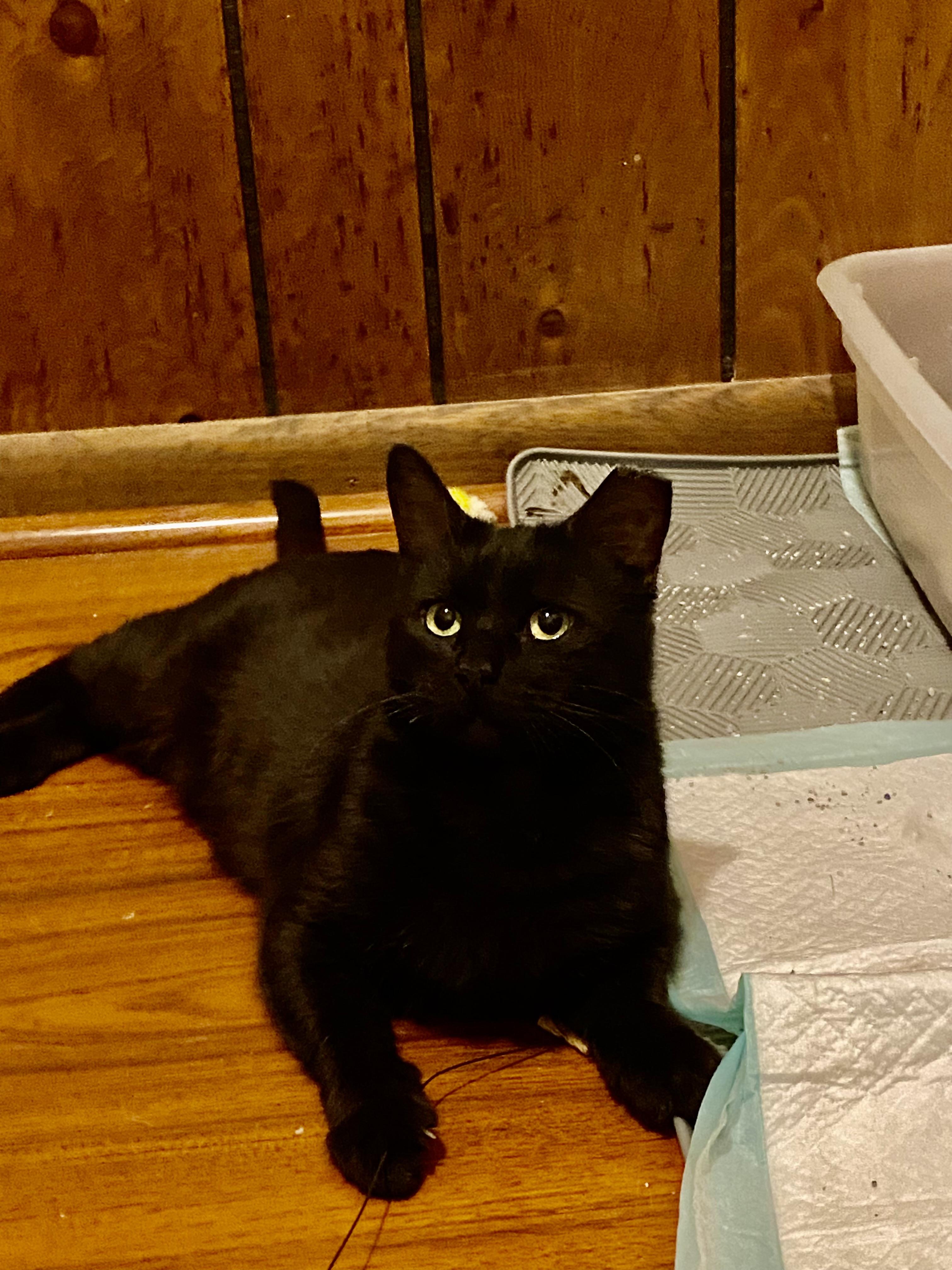 LEXI, Adoptable, Young Female Domestic Short Hair.