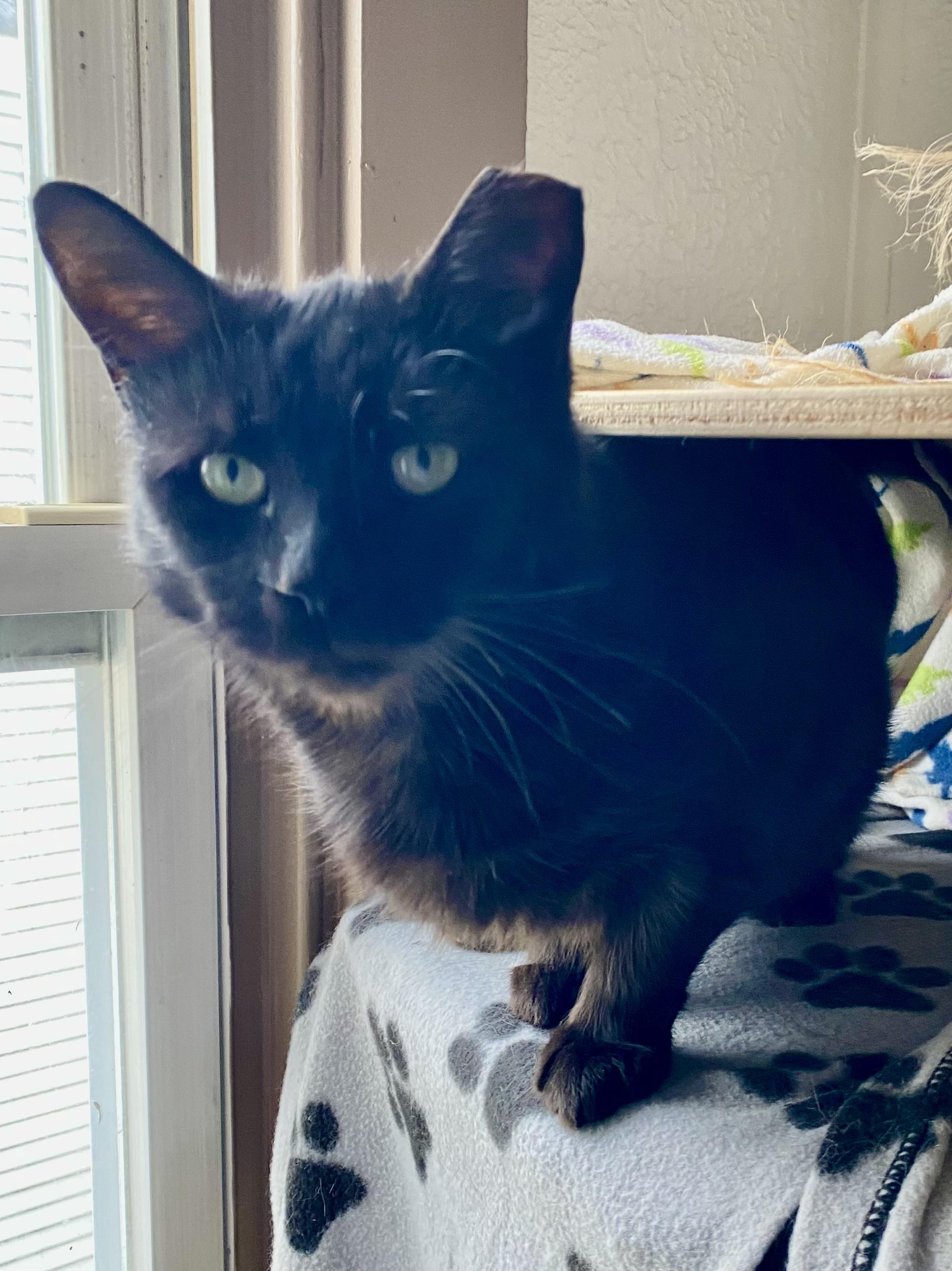 Enlarge LEXI, a Adoptable Domestic Short Hair in Pittsburgh, PA image 3/6