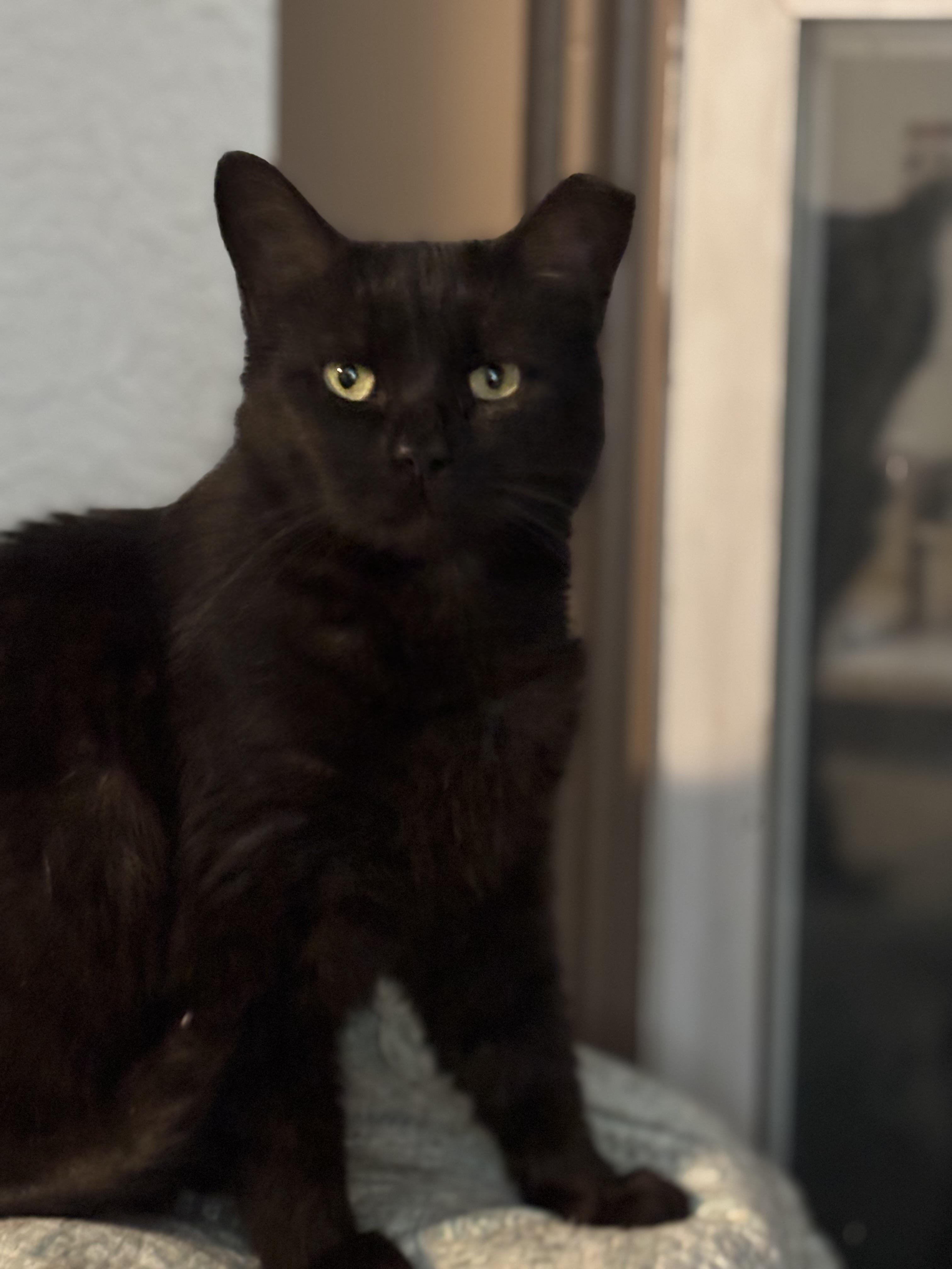 Enlarge LEXI, a Adoptable Domestic Short Hair in Pittsburgh, PA image 2/6