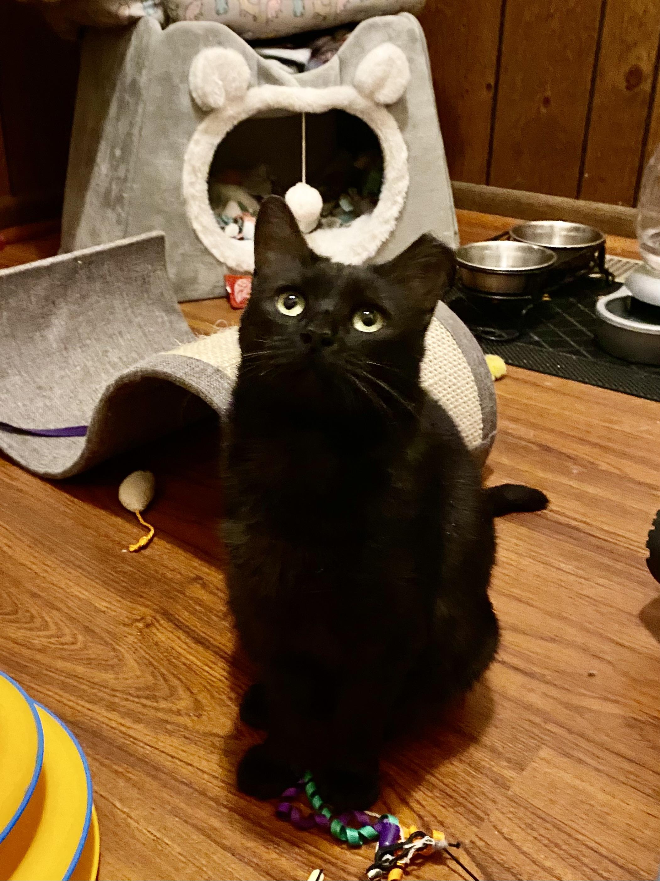 Enlarge LEXI, a Adoptable Domestic Short Hair in Pittsburgh, PA image 4/6