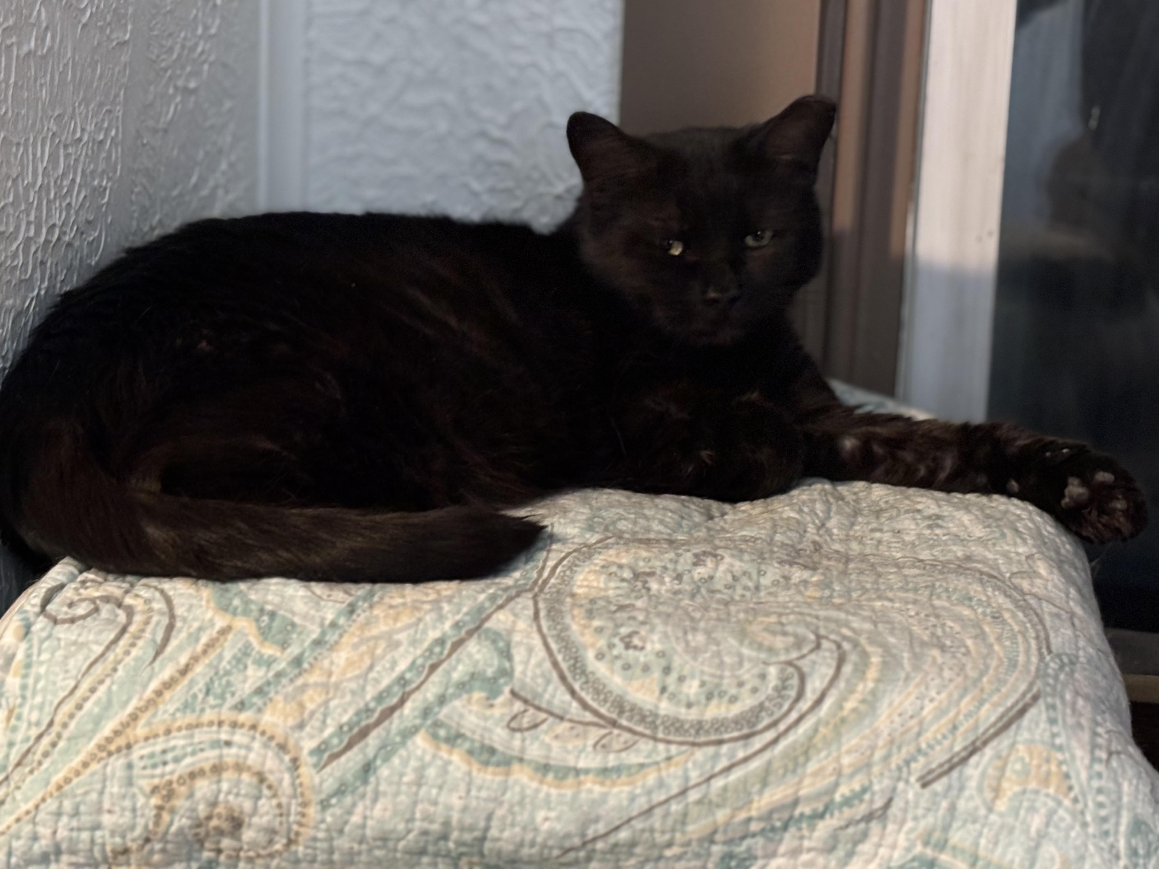 Enlarge LEXI, a Adoptable Domestic Short Hair in Pittsburgh, PA image 6/6