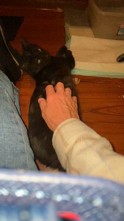 Enlarge LEXI, a Adoptable Domestic Short Hair in Pittsburgh, PA video 5/6