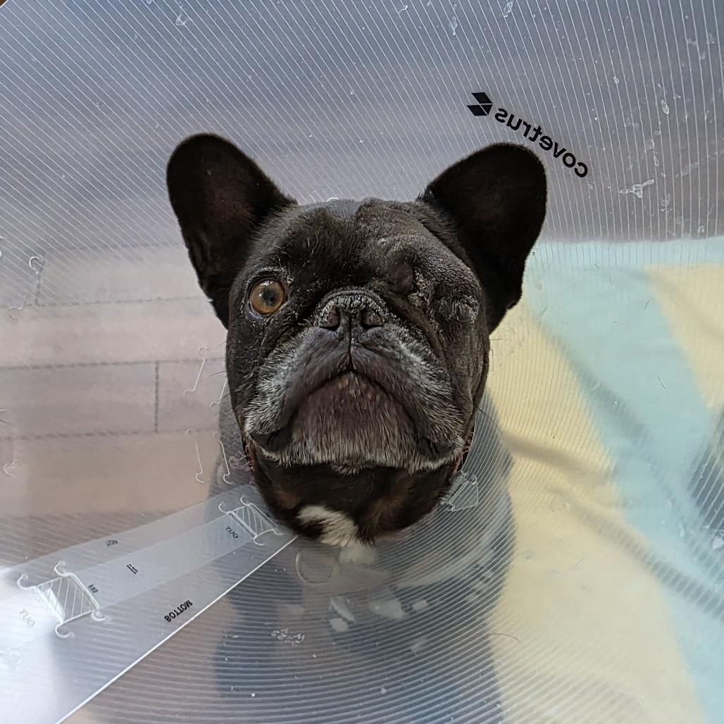 Tupac, Adoptable, Adult Male French Bulldog.