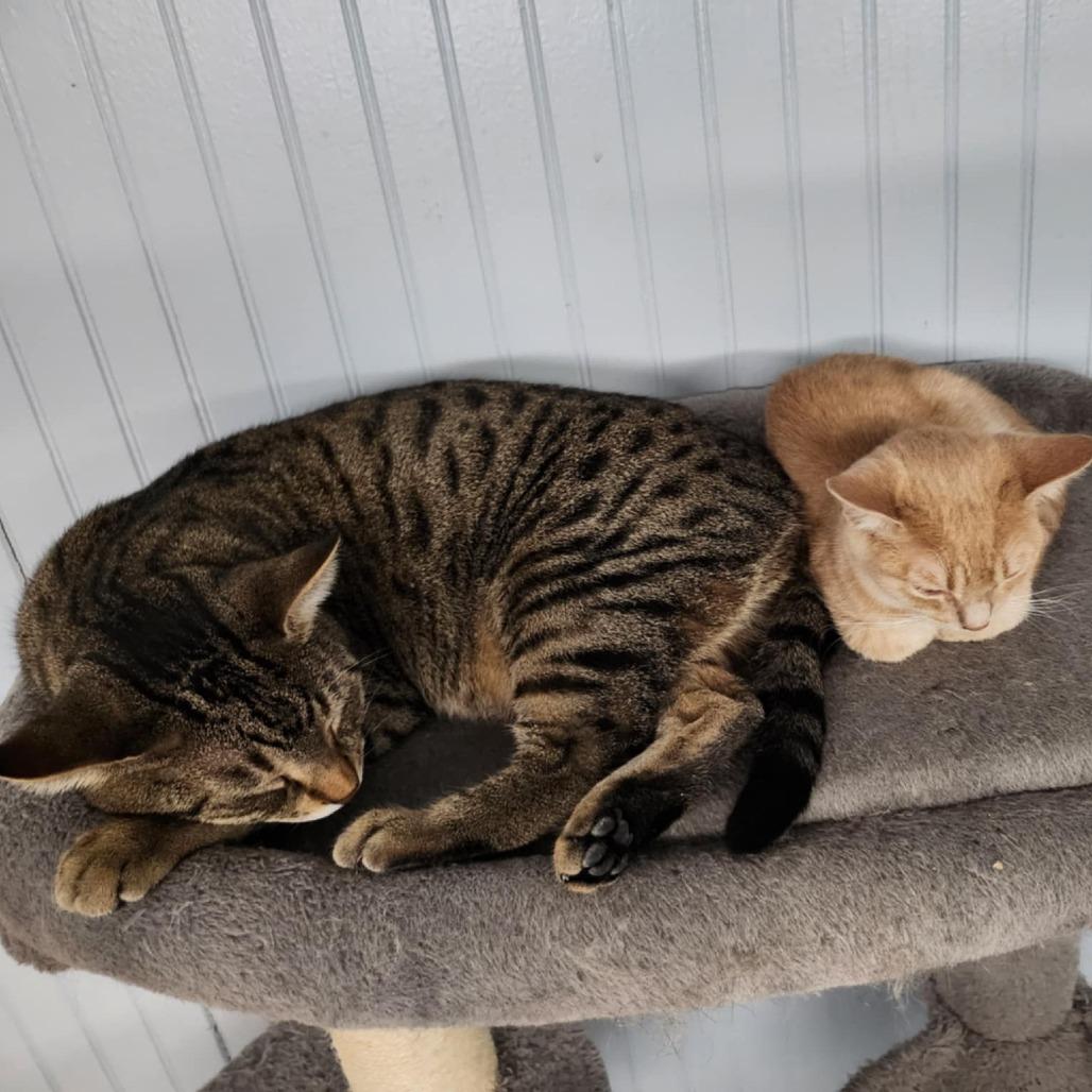 Enlarge Jake, a Adoptable American Shorthair in North Augusta, SC image 1/6