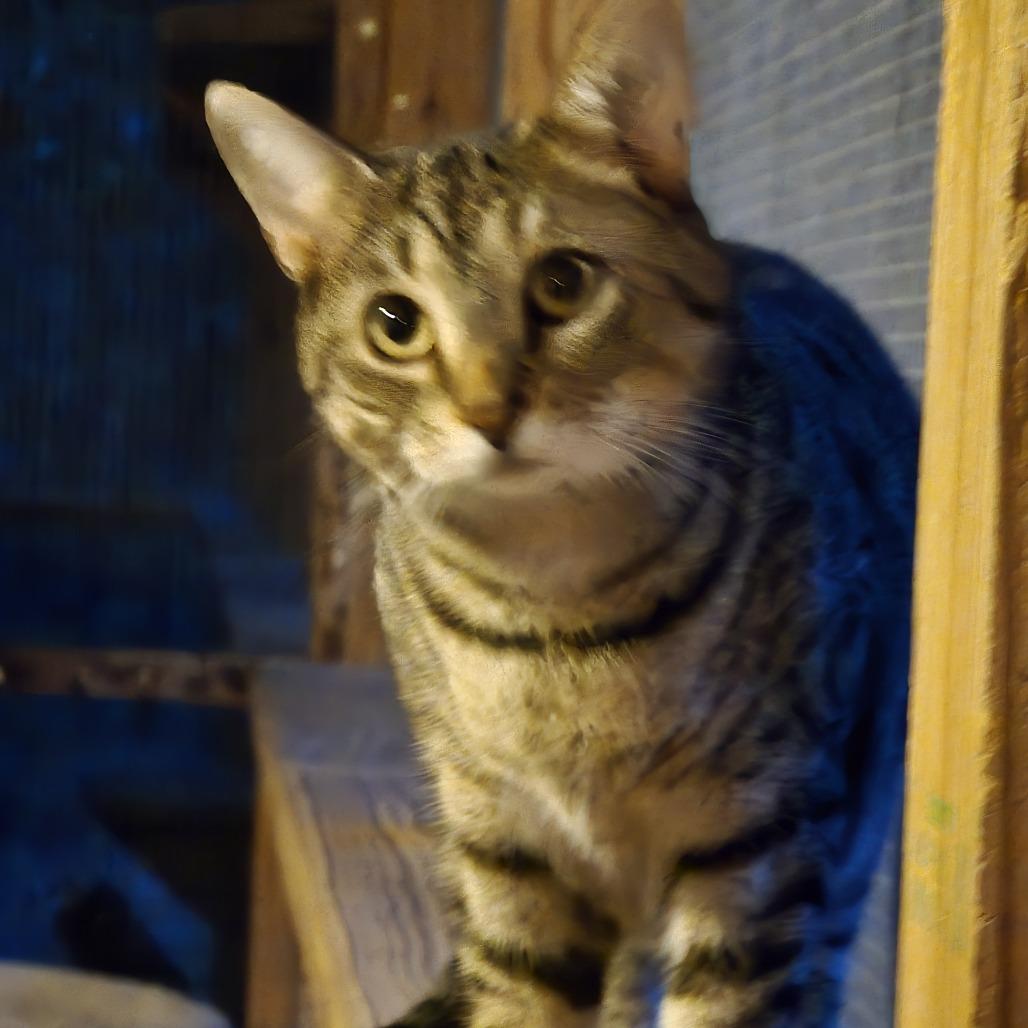 Enlarge Jake, a Adoptable American Shorthair in North Augusta, SC image 2/6