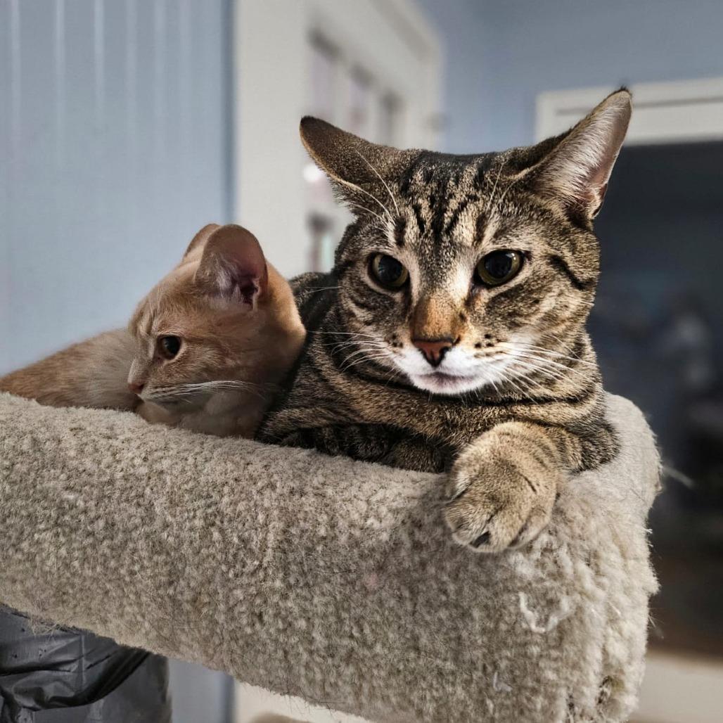 Enlarge Jake, a Adoptable American Shorthair in North Augusta, SC image 3/6