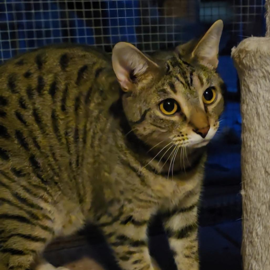 Enlarge Jake, a Adoptable American Shorthair in North Augusta, SC image 5/6