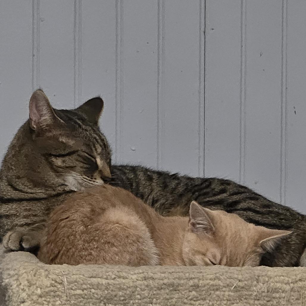 Enlarge Jake, a Adoptable American Shorthair in North Augusta, SC image 6/6