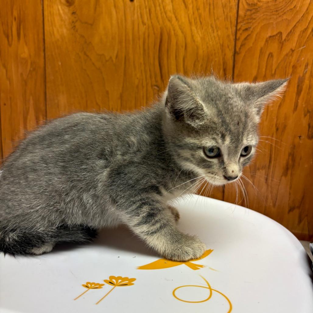 Sega, Adoptable, Kitten Female American Shorthair.