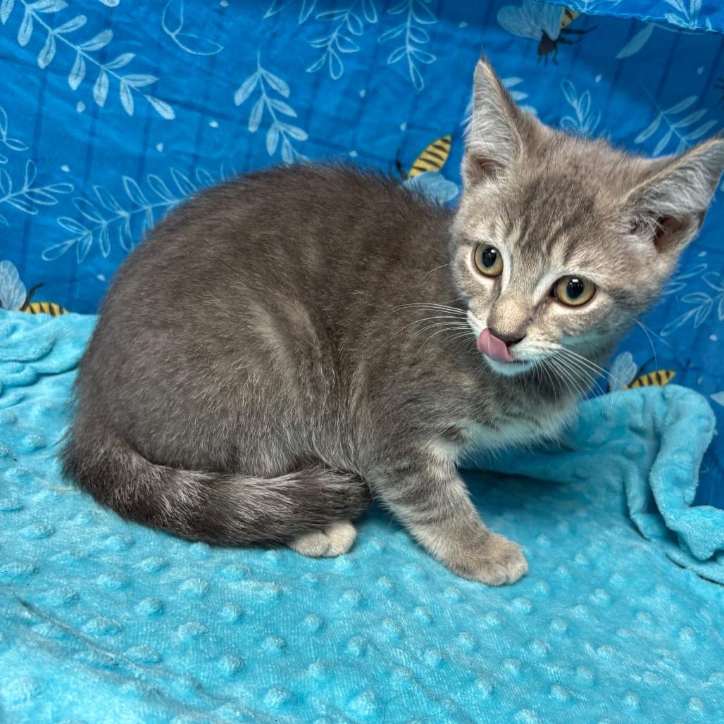 Enlarge Sega, a Adoptable American Shorthair in Greenfield, IN image 2/2