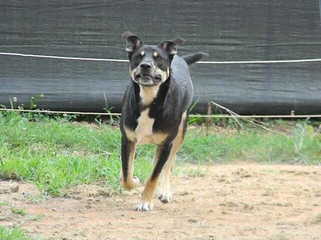 Cole, Adoptable, Young Male German Shepherd Dog & Labrador Retriever.