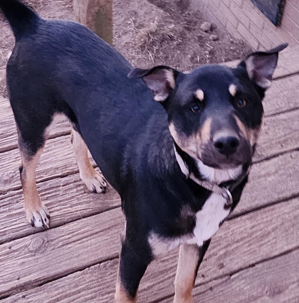 Cole, a Adoptable mixed breed in McMinnville, TN image 2/3